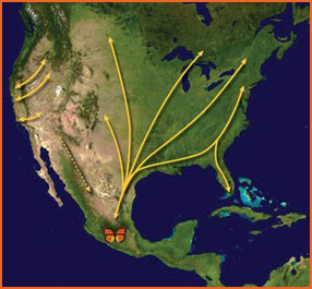 Monarch migration map