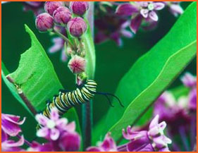 Monarch caterpillar