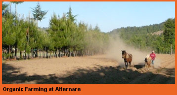 Organic Farming at Alternare