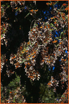 Monarchs in Mexican mountains
