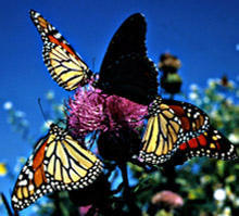 Monarchs on Flowers